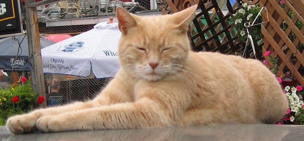A Cat elected for the Mayor of this city ruled sixteen years