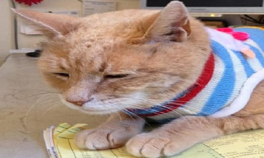 A Cat elected for the Mayor of this city ruled sixteen years