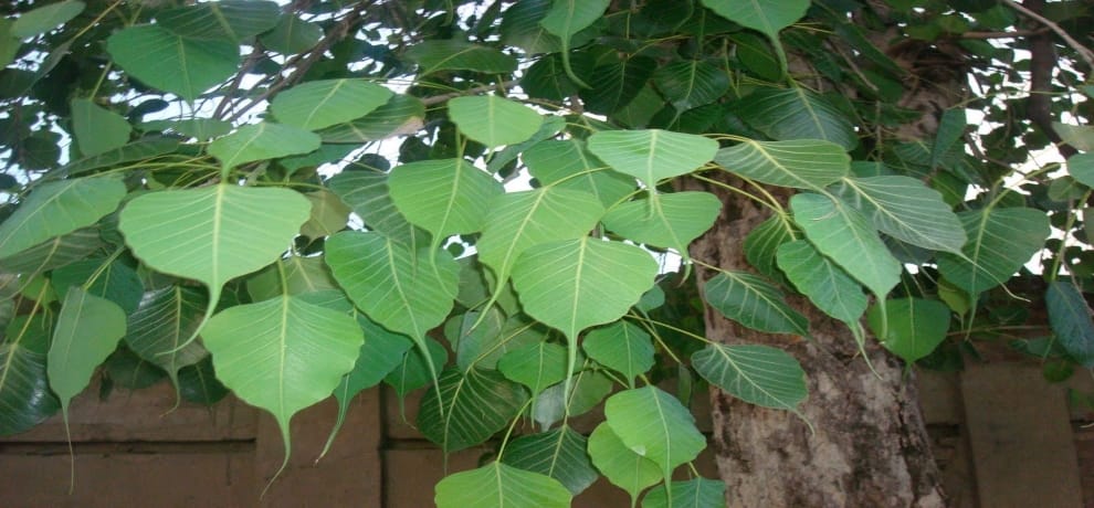 Do these remedies on Saturday for happiness and prosperity at home