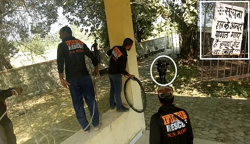 Cow is troubling people in cremation grounds