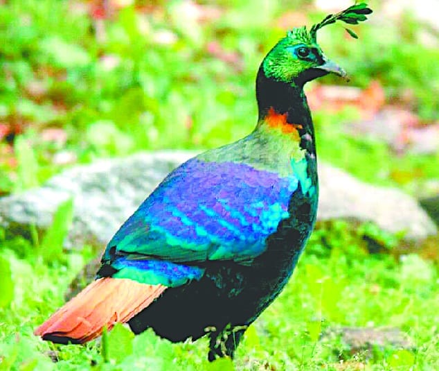 Monal came out in Khaliyopat