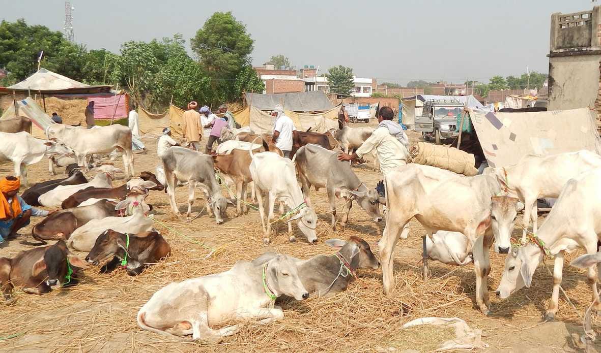 Nandigram dressed for animal fair