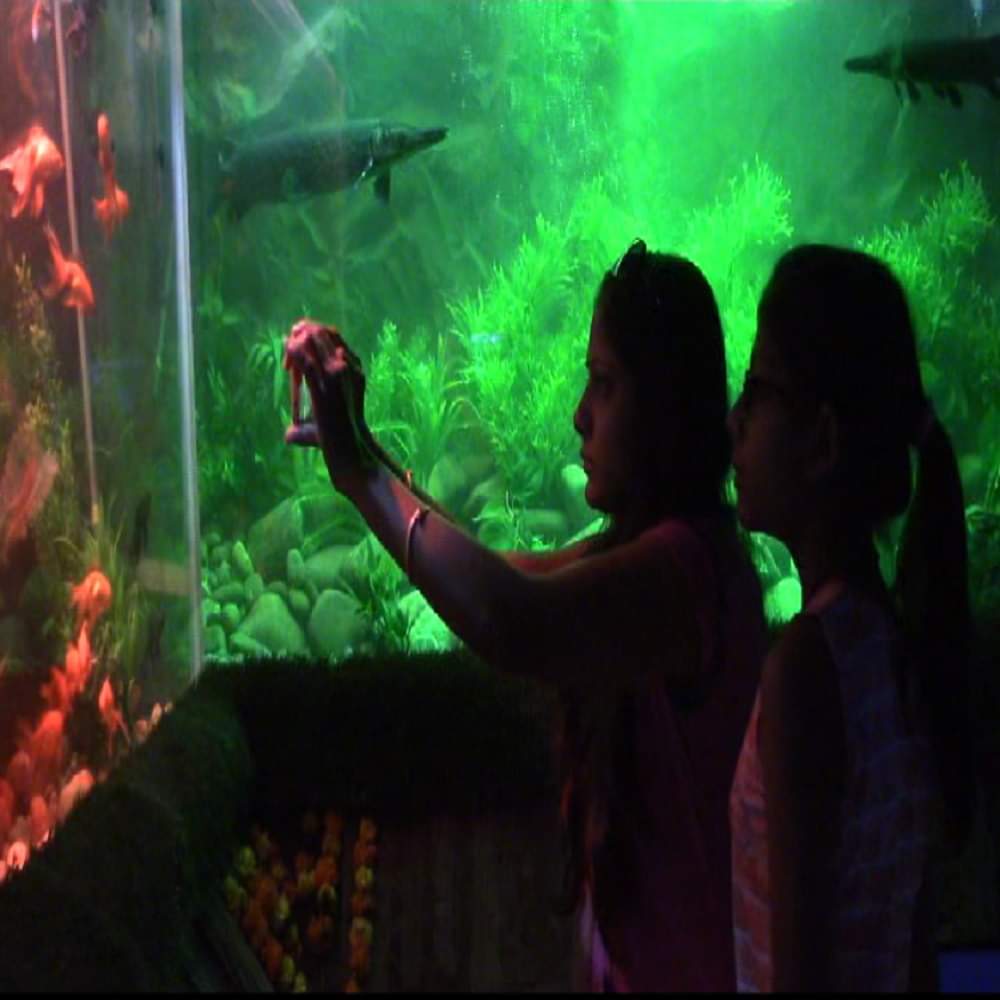 according to fengshui keep 8 fish in aquarium