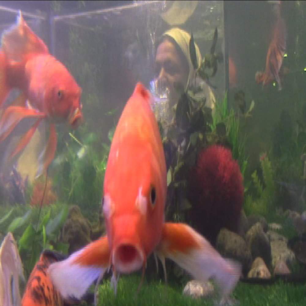 according to fengshui keep 8 fish in aquarium