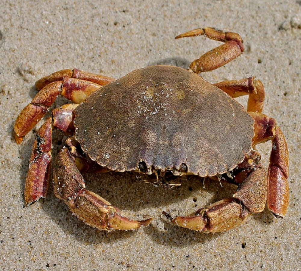this crab blood sold out ten lakh rupees per littre 