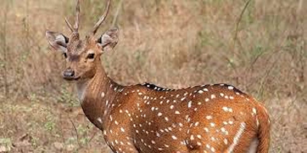 Sariska on the target of hunters, now happened this