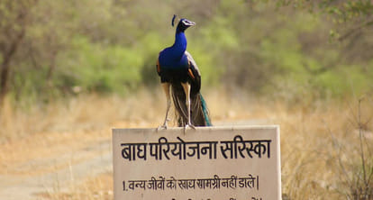 Sariska on the target of hunters, now happened this