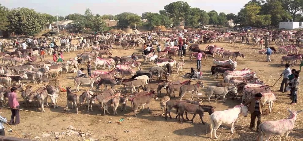 historical importance of donkeys fair organised in chitrakoot