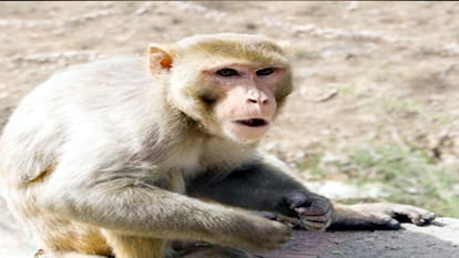 young man killed by monkey attack.