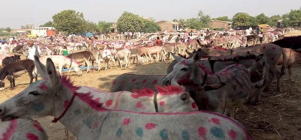 pair of donkey called Gurmeet and Honeypreet sold in11 thousand rs