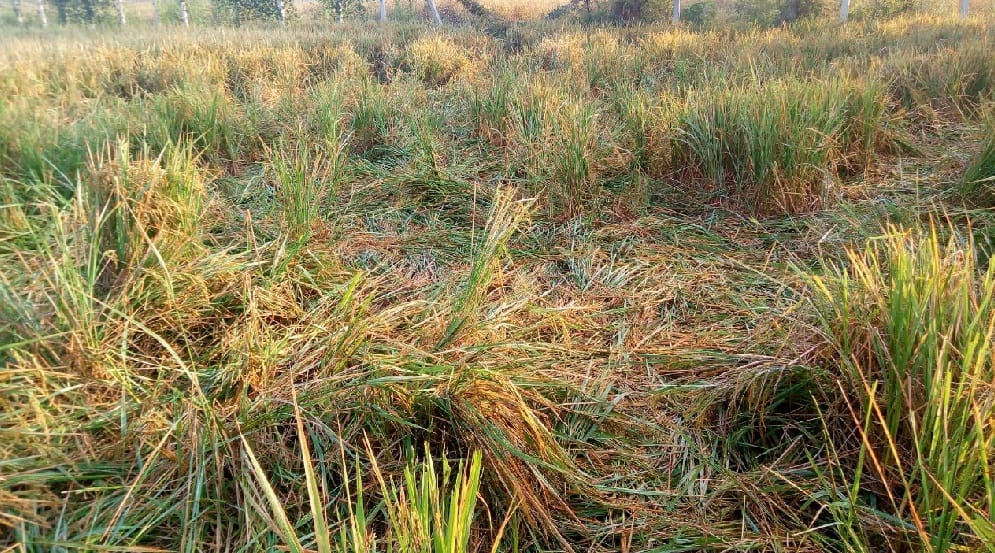 Elephants waste the crop
