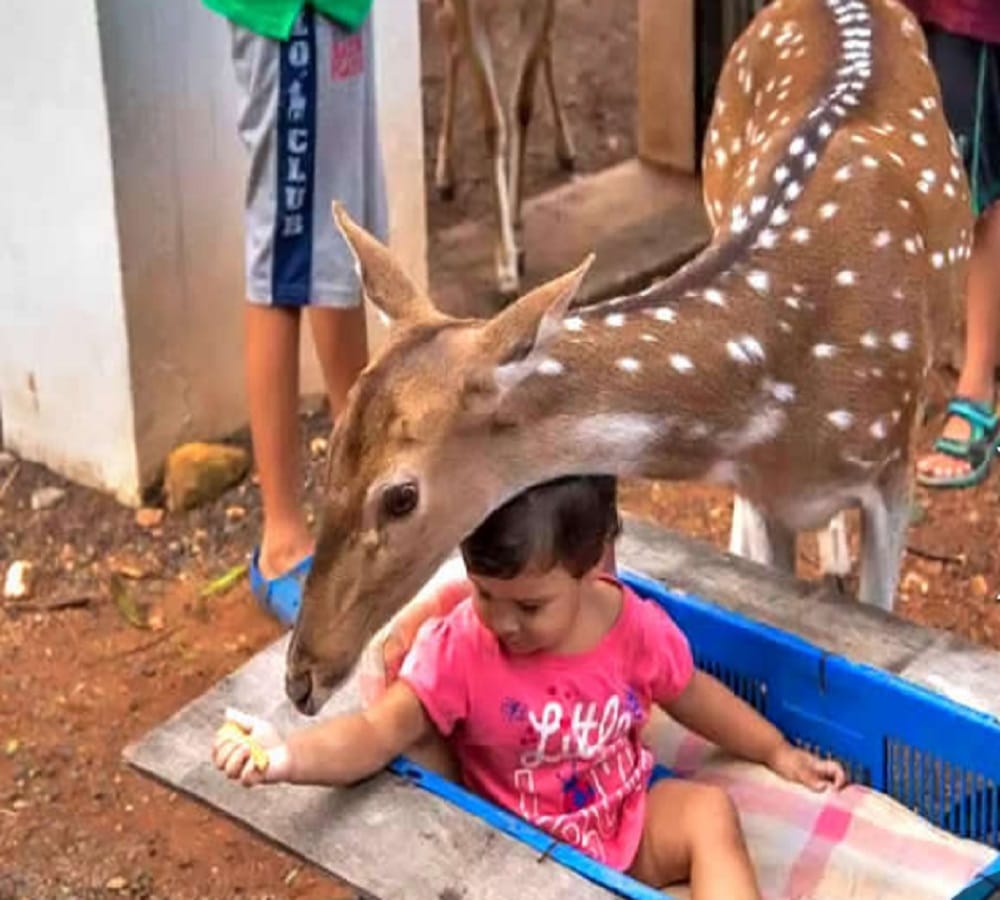  Prakash Amte open small Animal sanctuary in its house where children lives with dangerous animals