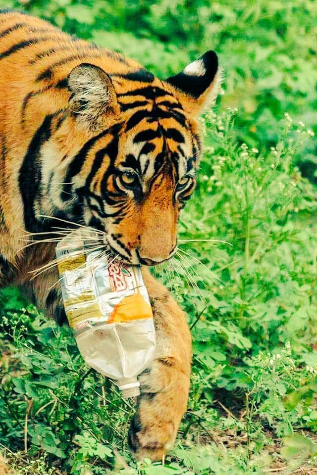 this actor shared heartbreaking image of a tiger of ranthambore 