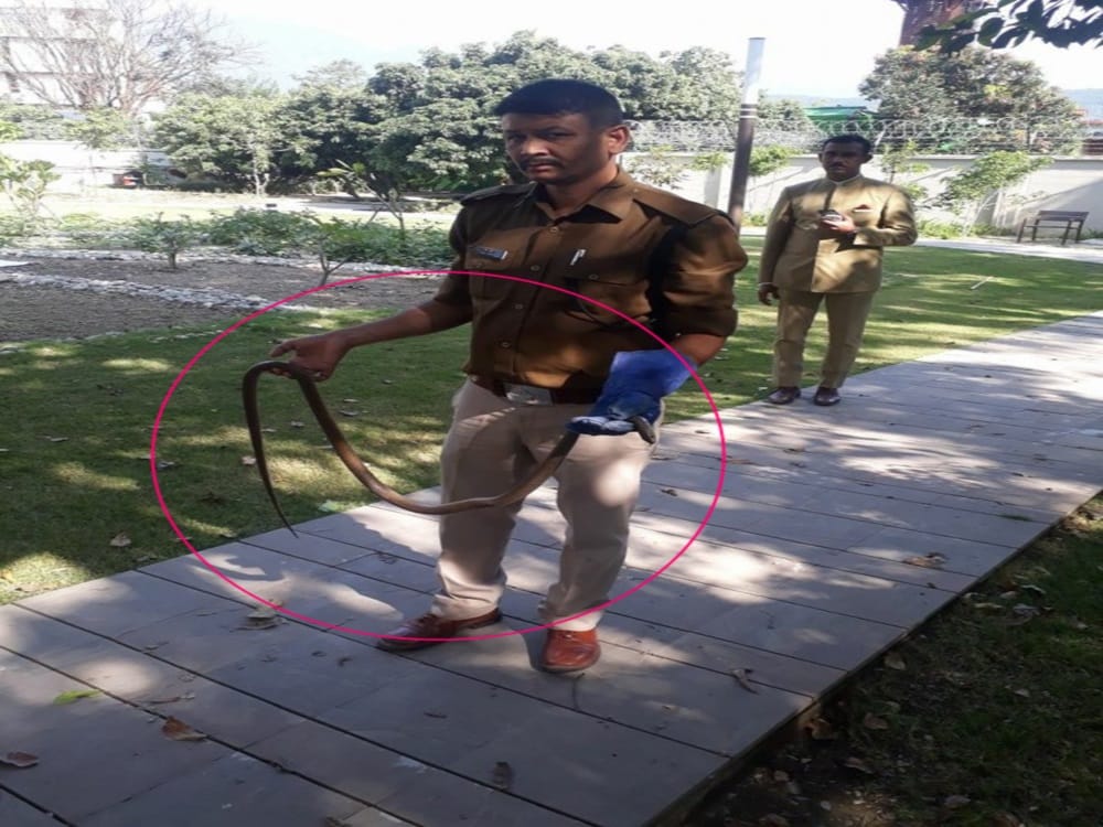snake stuck in electric fencing of dehradun resort