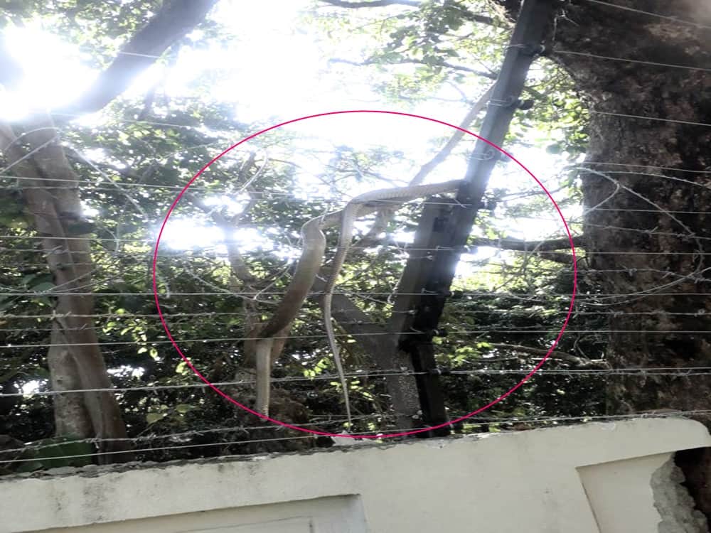 snake stuck in electric fencing of dehradun resort