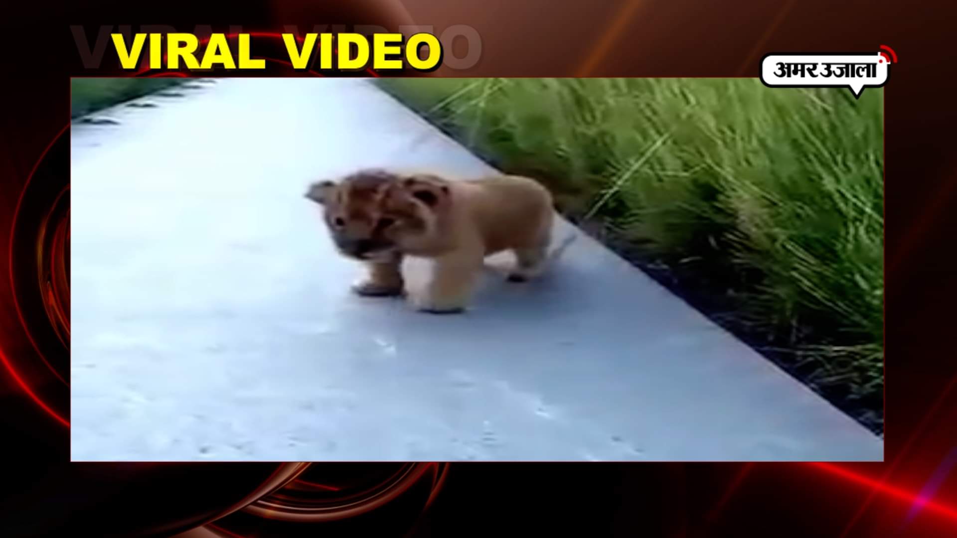 वायरल वीडियो 