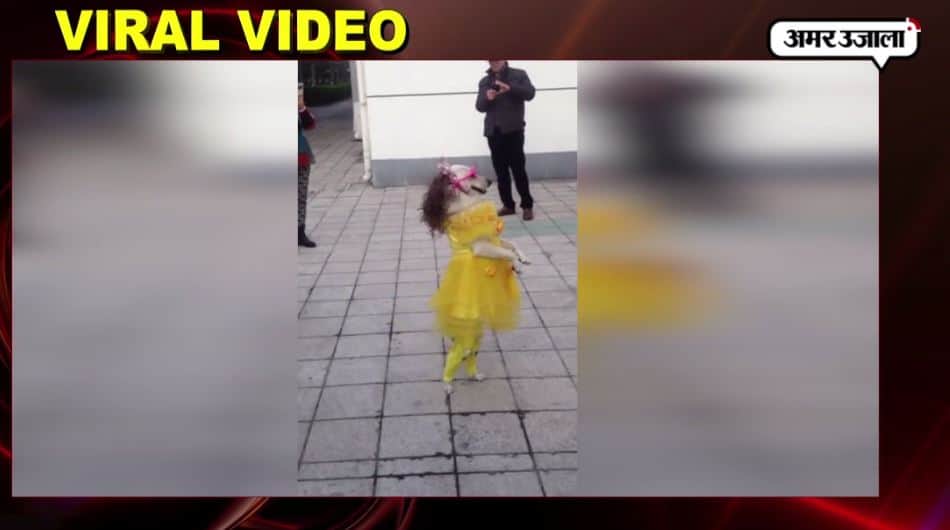 वायरल वीडियो 