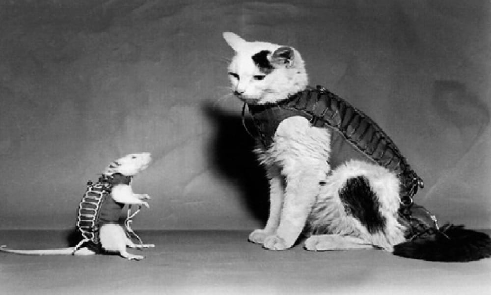 Félicette the first cat of space remembering with Statue establishment