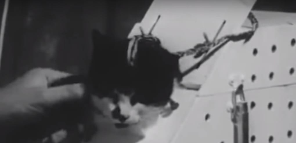 Félicette the first cat of space remembering with Statue establishment