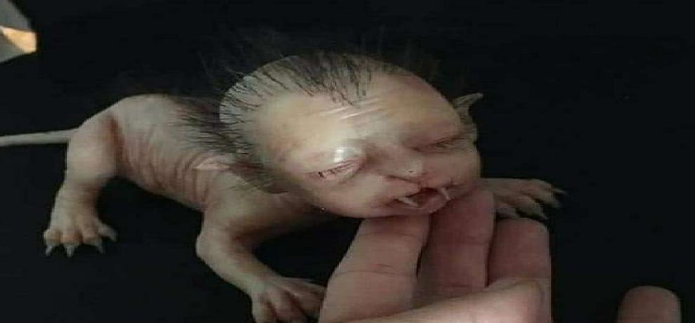 A human face cat video and photos viral on social media 