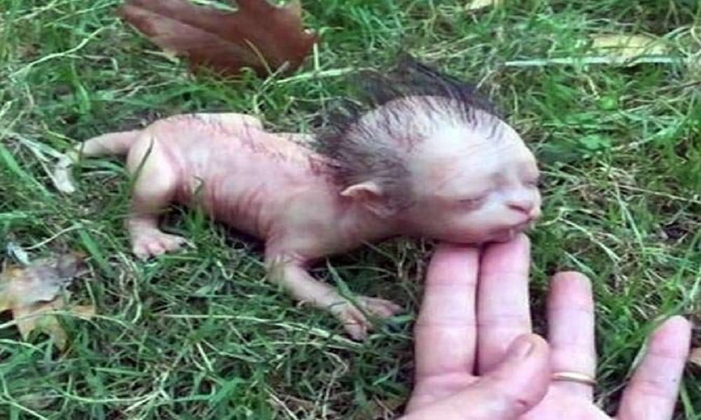 A human face cat video and photos viral on social media 