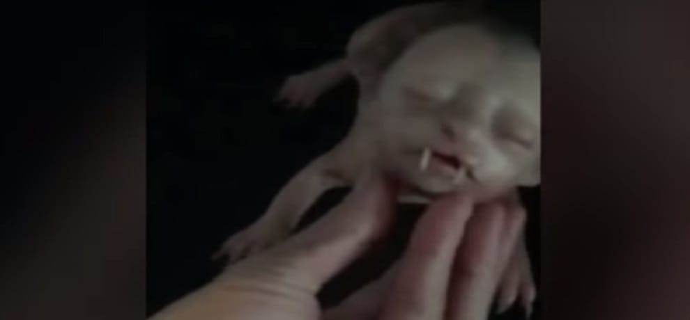 A human face cat video and photos viral on social media 