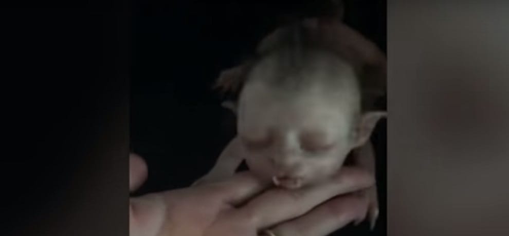 A human face cat video and photos viral on social media 