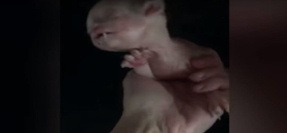 A human face cat video and photos viral on social media 