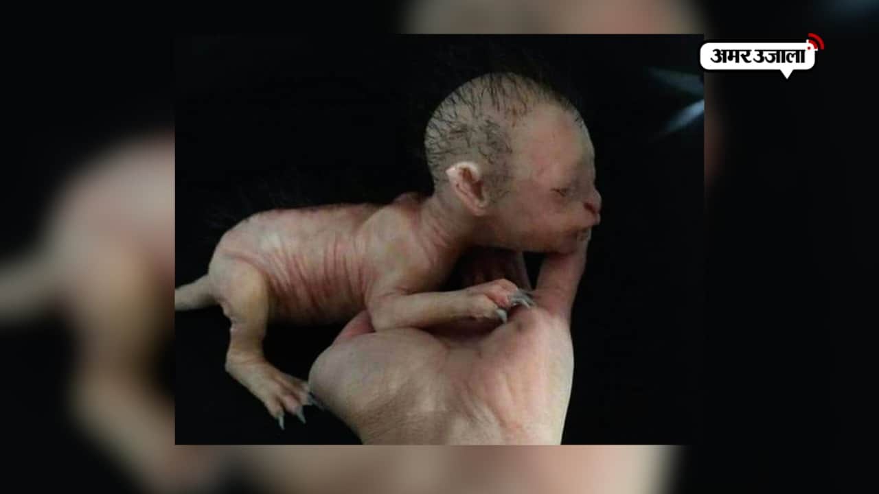 इंसान के चेहरे वाली बिल्ली