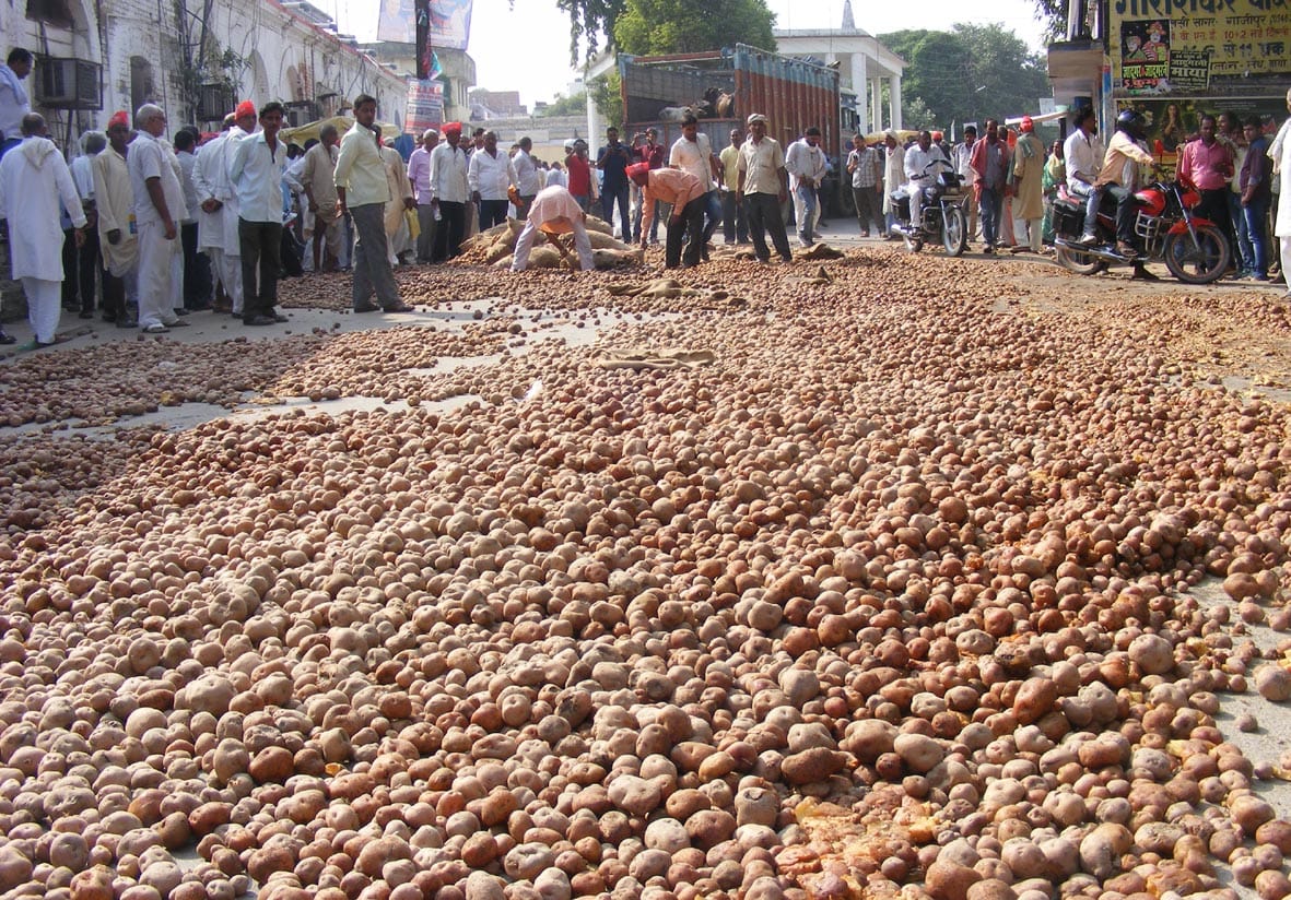 farmers throws potatoes at road in ghazipur