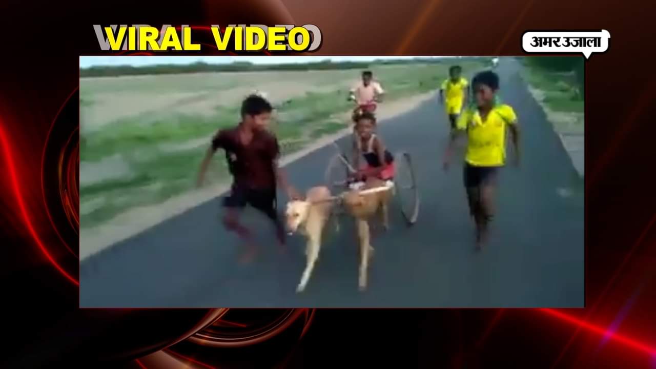 वायरल वीडियो 