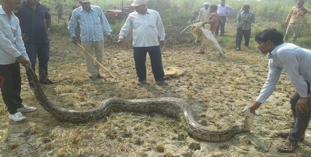 The dragon showing the farmers working in the farm... ruckus