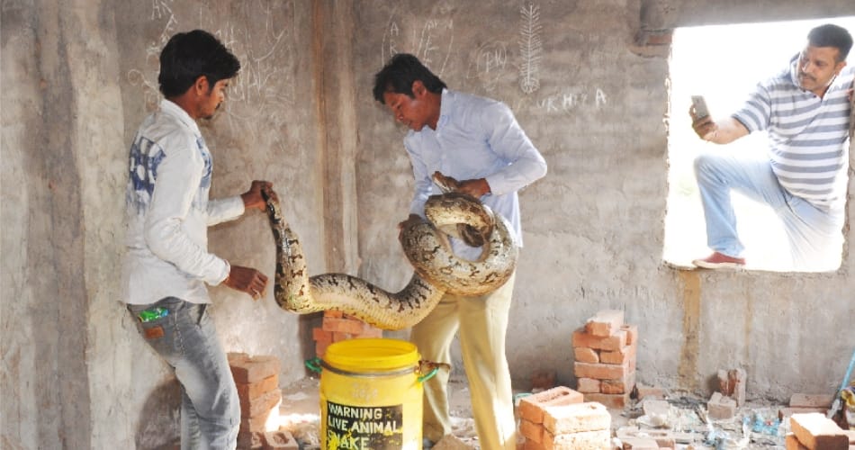 20 Feet Python Inside The House, Mohali news