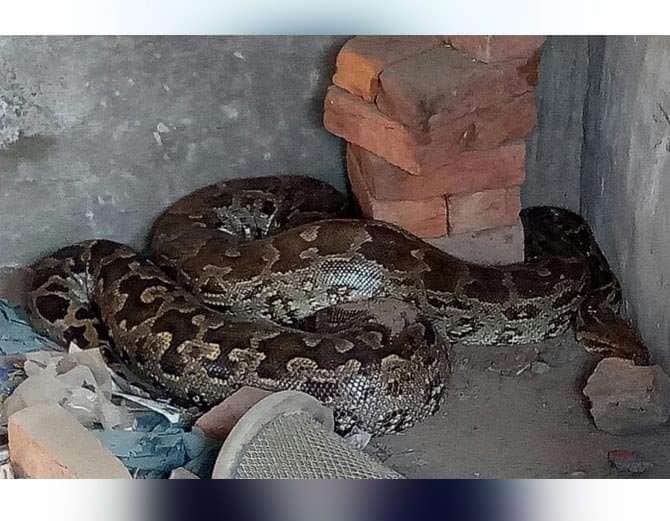 20 Feet Python Inside The House, Mohali news