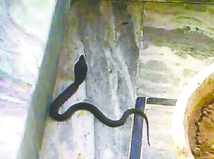 cobra rescue from house in doiwala