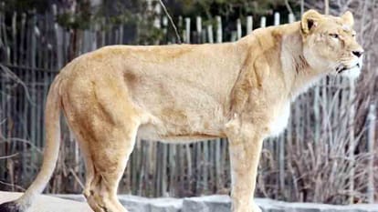 Lioness Nandini gave birth to Cubs