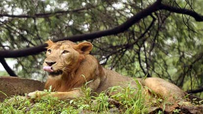 Lioness Nandini gave birth to Cubs