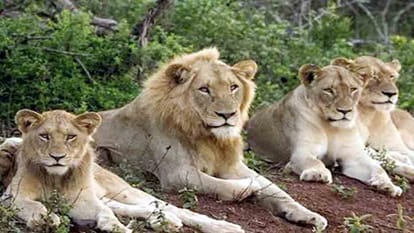 Lioness Nandini gave birth to Cubs