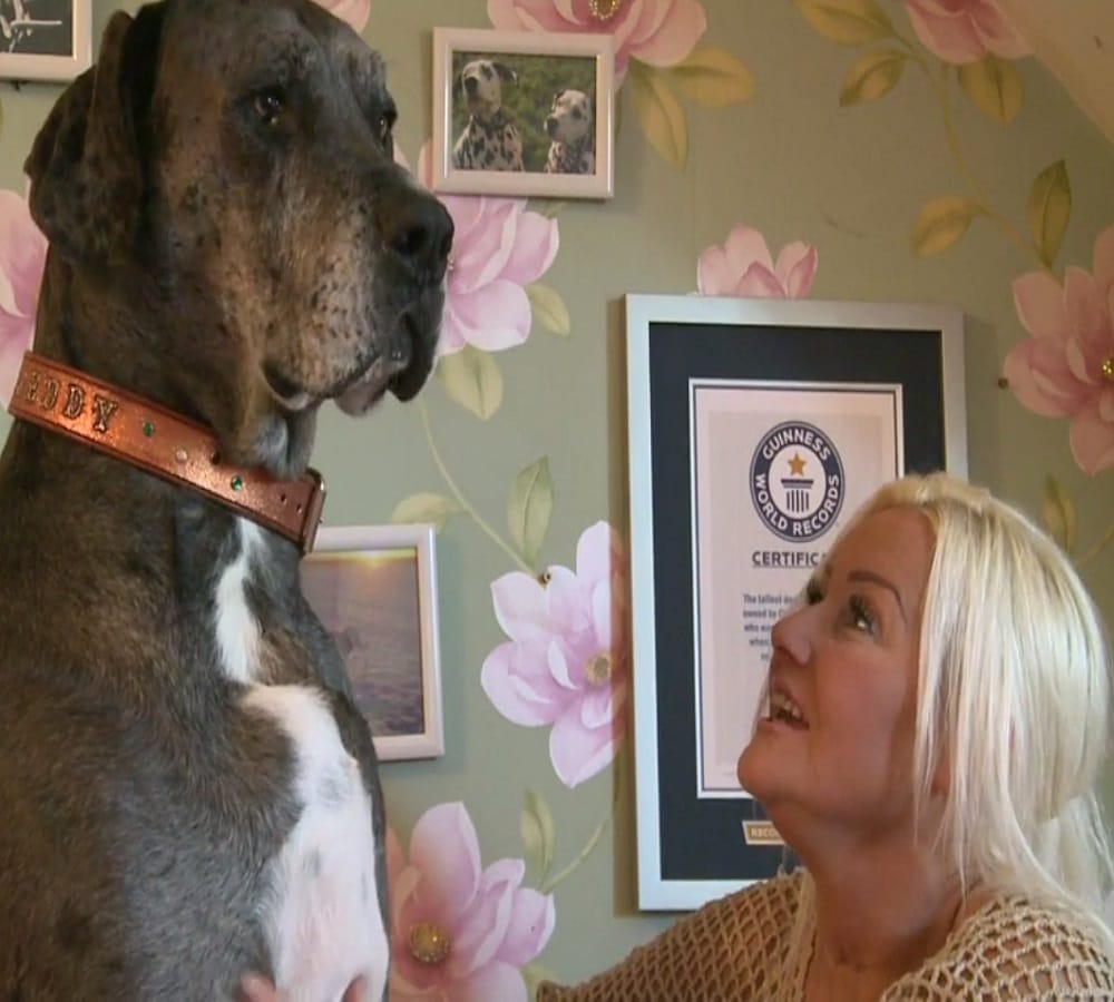 This is the worlds tallest dog