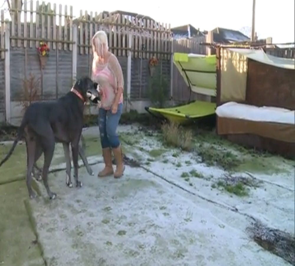 This is the worlds tallest dog