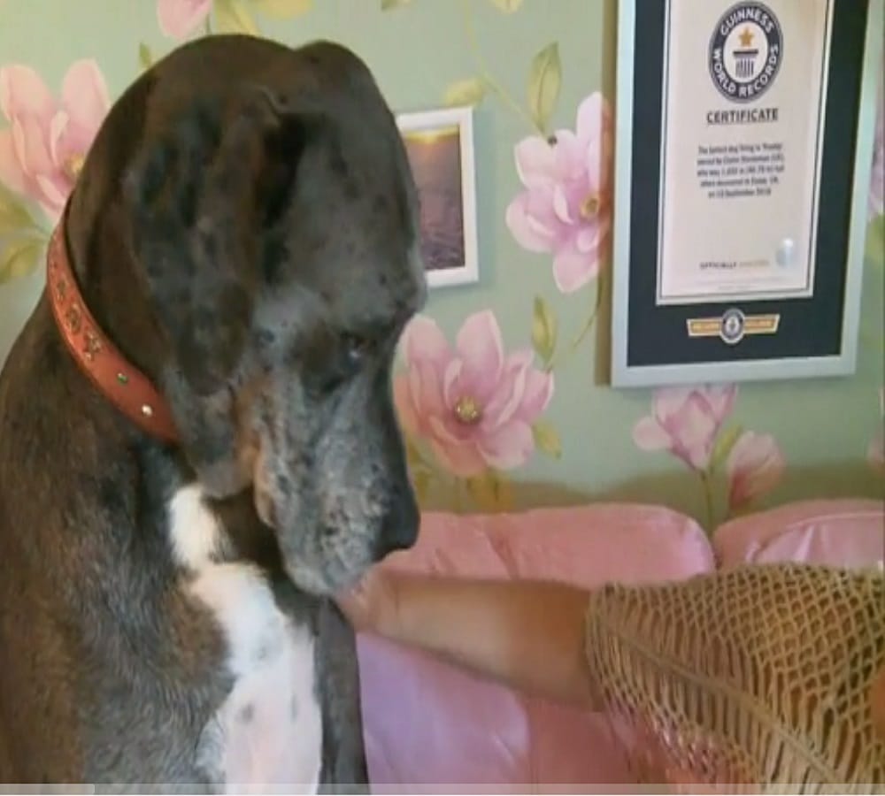 This is the worlds tallest dog