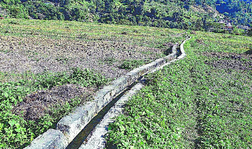 Awaited rain to harvest crops