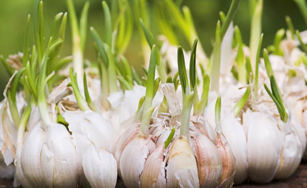 Want to look ten years younger to your age then take the help of germinate garlic