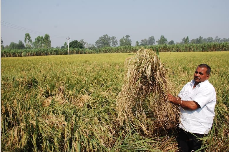 Bad seed of paddy