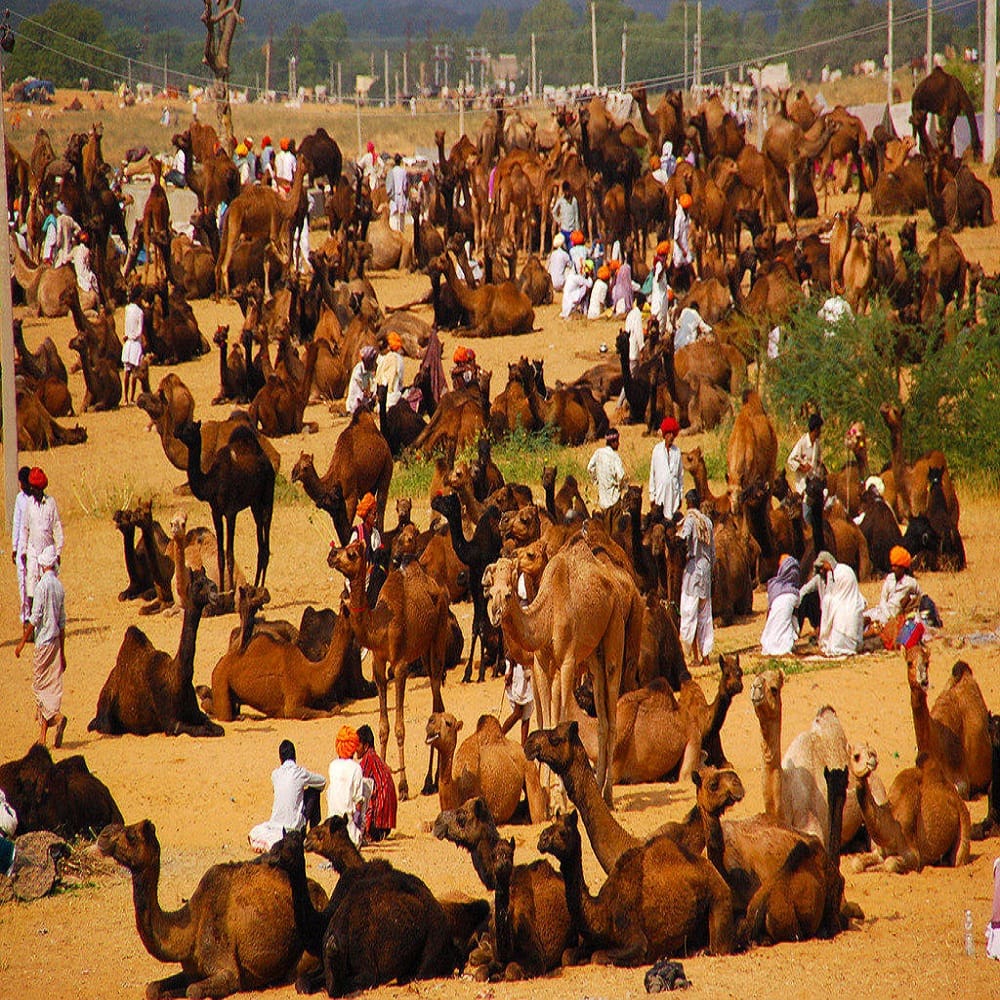 pushkar fair 2017 to be commenced from 28th of october 