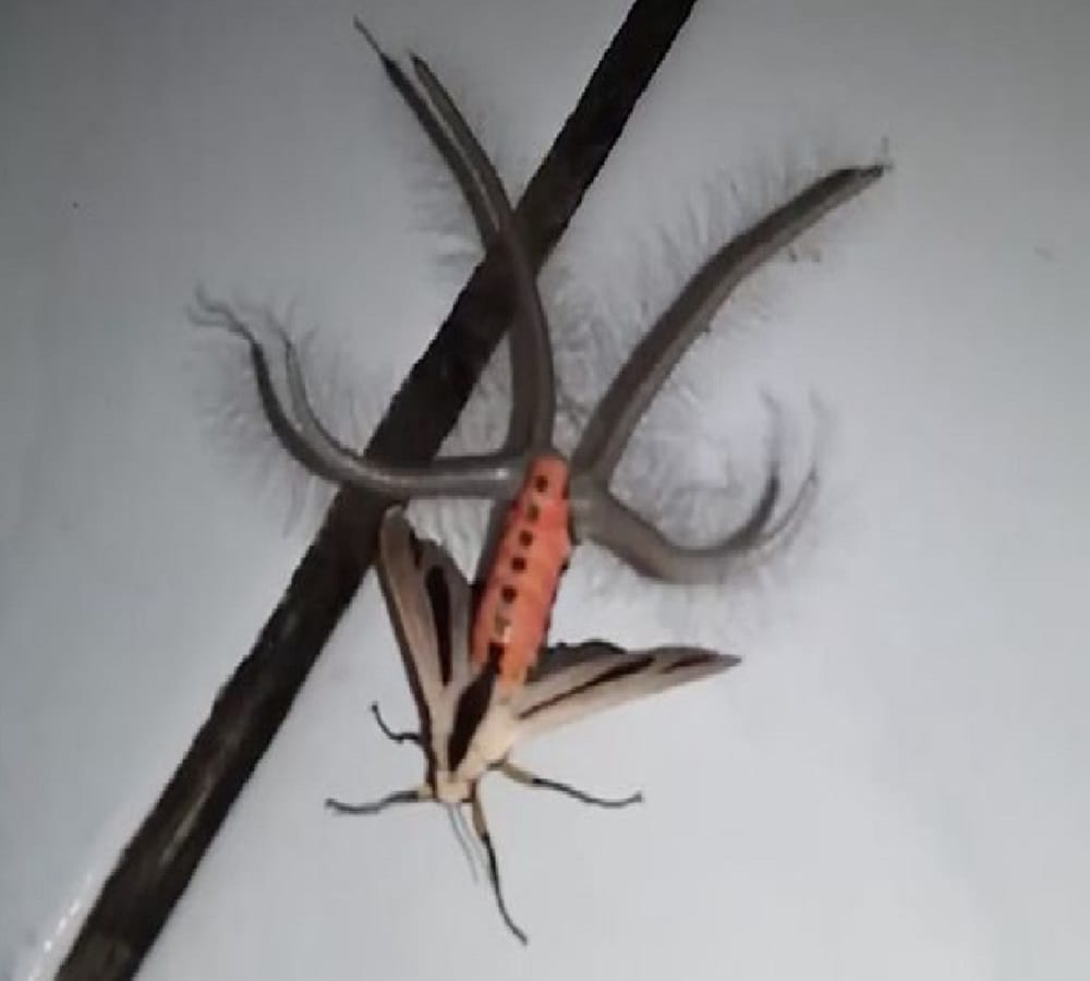 Video being Viral of A creature look like an aliens 