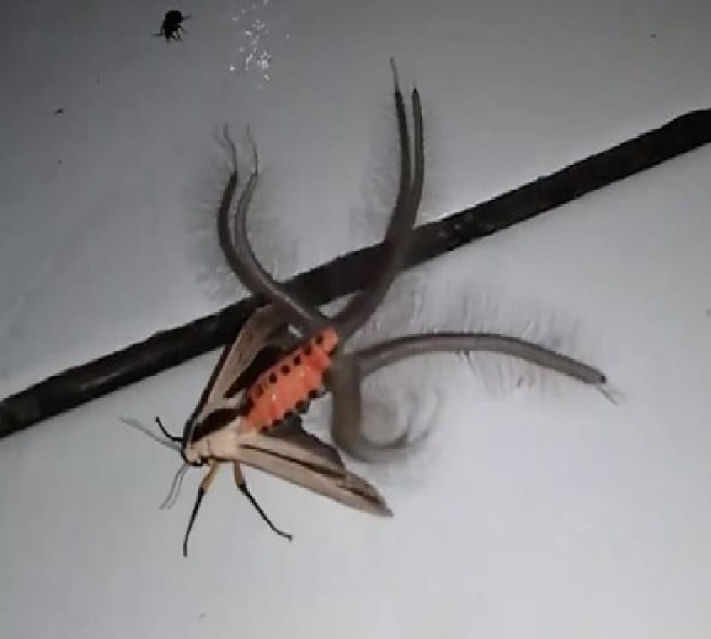 Video being Viral of A creature look like an aliens 