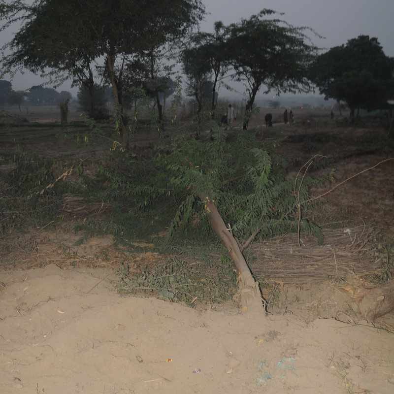 tree cut for cm helicopter landing in agra