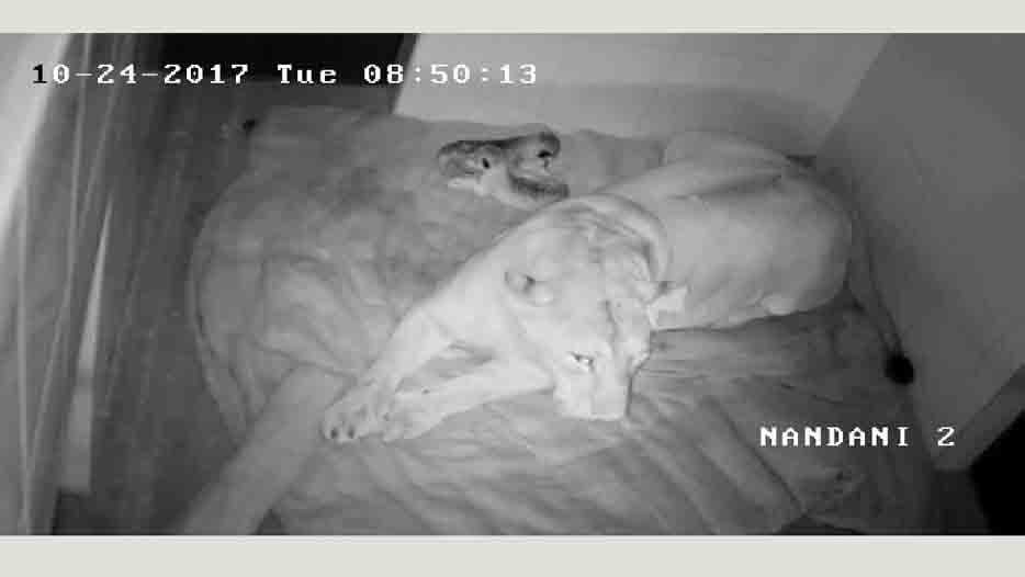 Lioness Nandini gave birth to Cubs