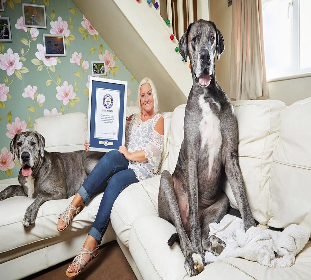 This is the worlds tallest dog
